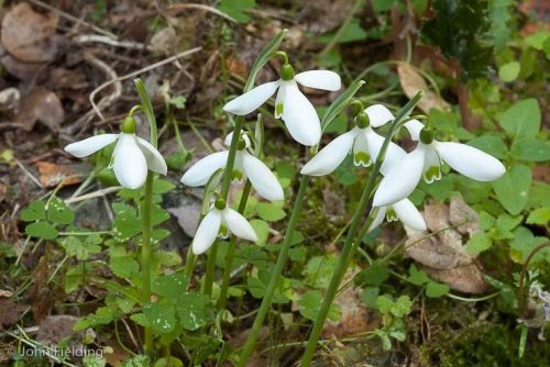 Galanthus reginae olgae