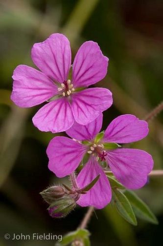 Geranium charlesii var. punctatum