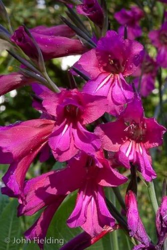 Gladiolus communis subsp. byzantinus