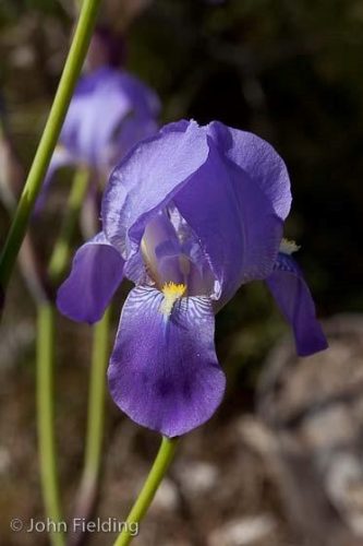 Iris purpureobracteata