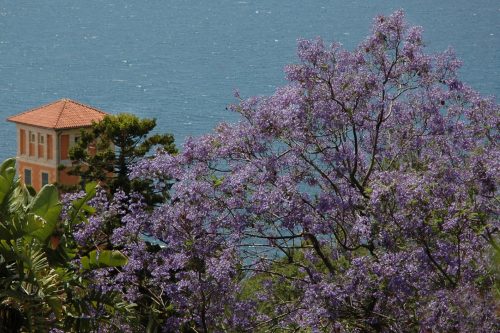 Jacaranda mimosifolia
