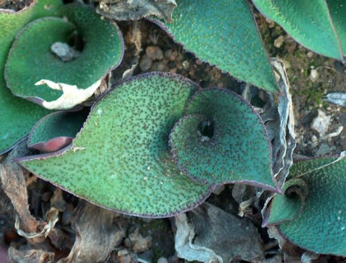 Ledebouria ovatifolia