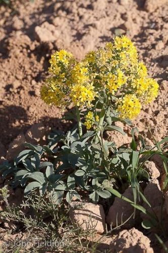 Leontis leontopetalum