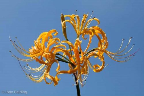 Lycoris aurea