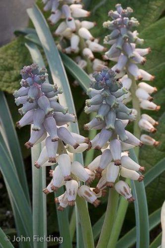 Muscari moschatus