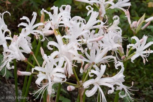 Nerine bowdenii Alba