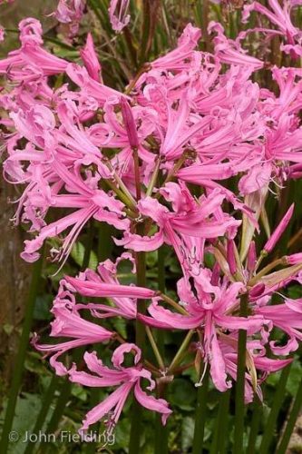 Nerine bowdenii E.B. Anderson