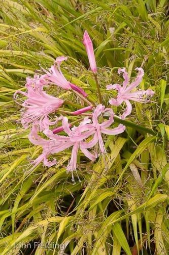 Nerine bowdenii Linda Vista
