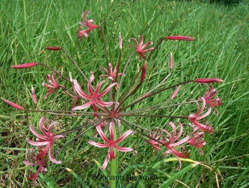Nerine huttoniae