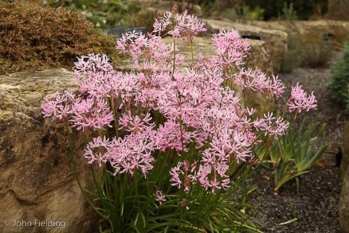 Nerine undulata