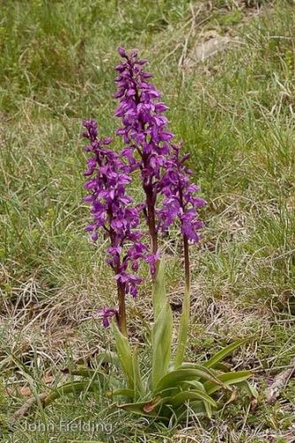Orchis mascula