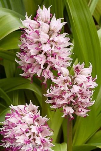 Orchis simia