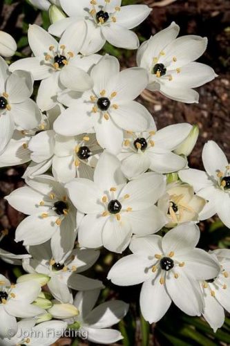 Ornithogalum arabicum