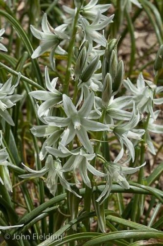 Ornithogalum nutans