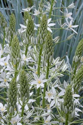 Ornithogalum ponticum Sochi