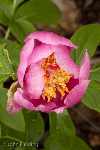 Paeonia broteroi