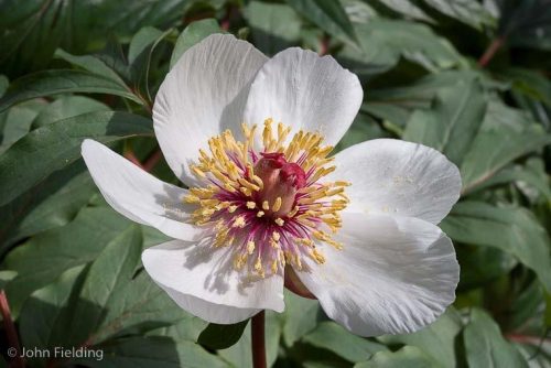 Paeonia clusii
