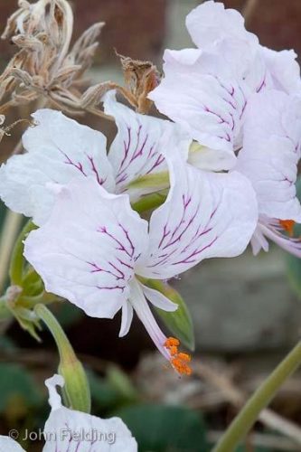 Pelargonium endlicherianum var. album