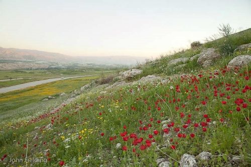 Ranunculus asiaticus