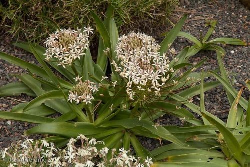 Scilla peruviana Algerian Cream