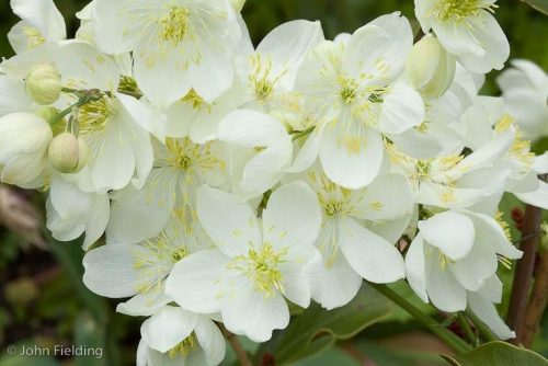 Thalictrum tuberosum Rosy Hardy