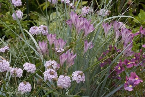 Triteleia laxa Lilac Charm