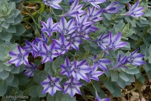 Triteleia laxa Rudy