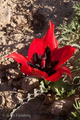 Tulipa agenensis