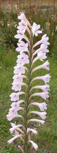 Watsonia knysnana x pillansii Helvetica