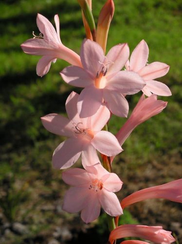Watsonia knysnana x pillansii Pink Porcelain