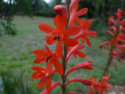 Watsonia pillansii