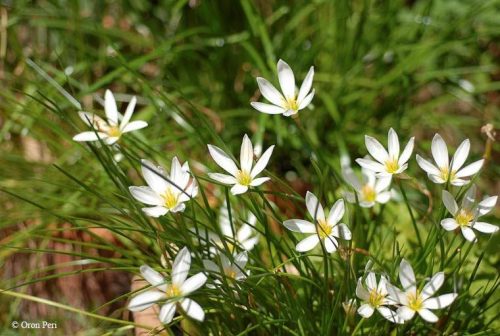 Zephyranthes candida