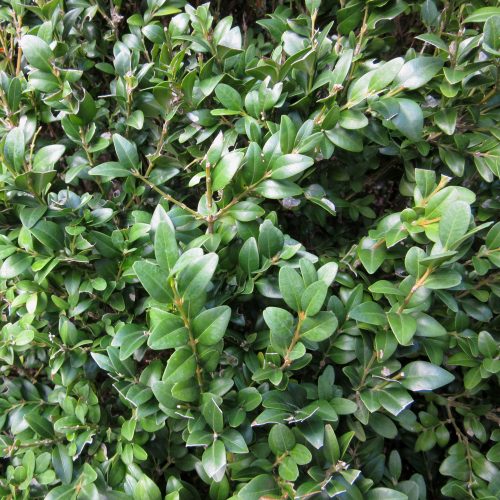Buxus sempervirens