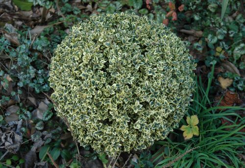 Buxus sempervirens Elegantissima