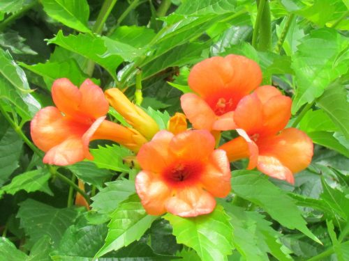 Campsis radicans Indian Summer