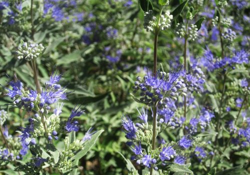 Caryopteris x clandonensis Heavenly Blue