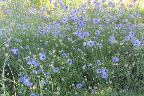 Catanache caerulea ‘Tizi n‘ Test‘