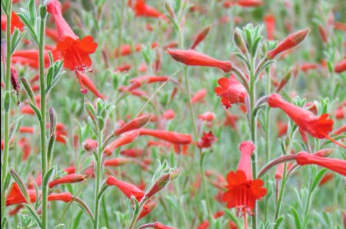 Epilobium canum Western Hills