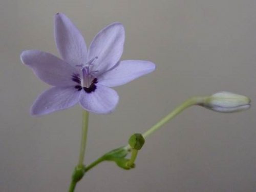 Freesia laxa subsp. azurea