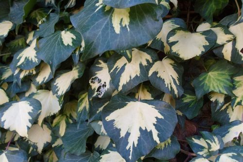 Hedera helix Oro di Bogliasco