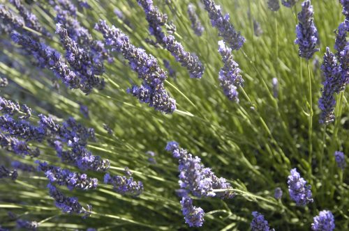 Lavandula x intermedia Grosso scaled