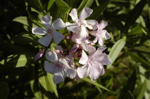 Nerium oleander Barcelona scaled