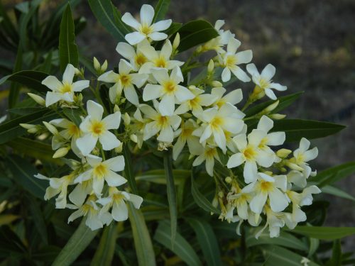 Nerium oleander Marie Gambetta scaled