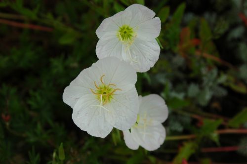 Oenothera speciosa Alba scaled