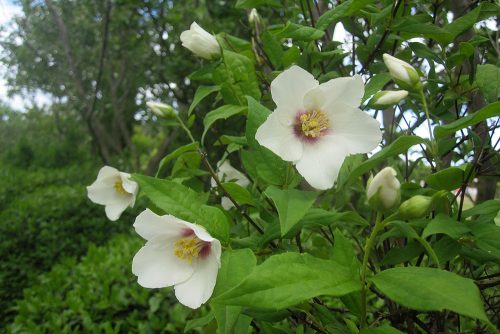 Philadelphus coronarius Belle Etoile