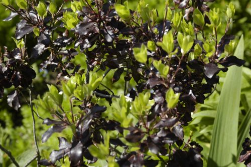 Pittosporum tenuifolium Atropurpureum