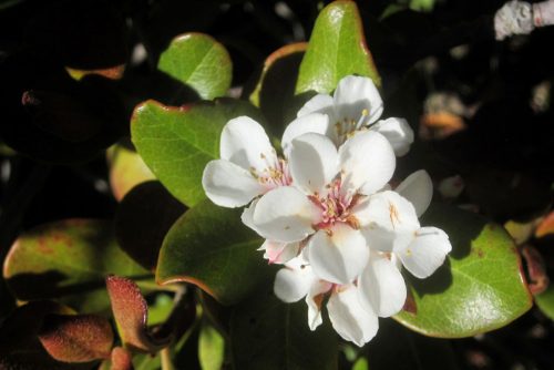 Raphiolepis x delacourii ‘Springtime‘