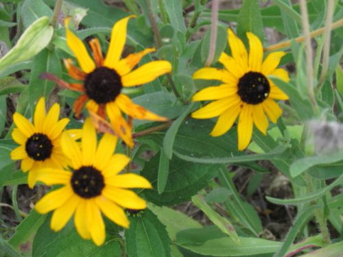 Rudbeckia fulgida var. sullivantii Goldsturm