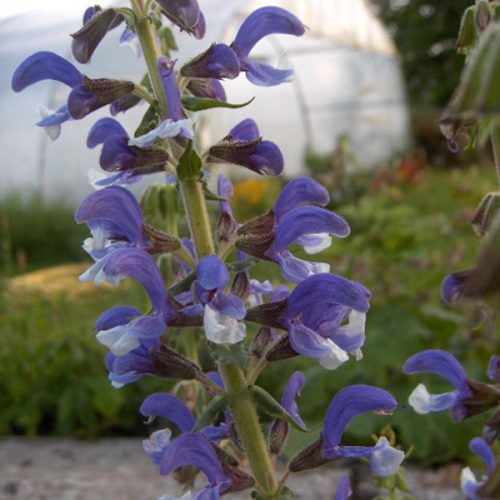 Salvia barrelieri Mr Nay