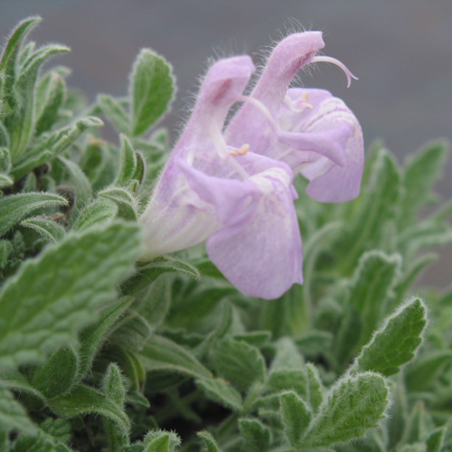 Salvia caespitosa